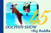 Dolphin Show and Big Buddha
