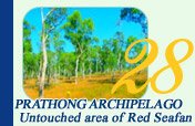 Prathong Archipelago and Untouched area of Red Seafan